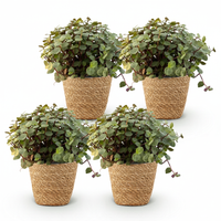 Green boutiQ - Kamerplant - Calissia repens - Kattengras - Huisdiervriendelijk - Groen - 4 Planten - met Mand - Pot 12cm - Hoogte 17-20cm