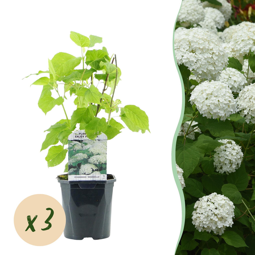 Green boutiQ - Schneeballhortensie - Hydrangea arborescens Annabelle - Blüte Weiß - 3 Pflanzen - 1 m2 - Laubabwerfend - Große Blüten - Topf 17cm Höhe 50cm