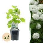 Green boutiQ - Schneeballhortensie - Hydrangea arborescens Annabelle - Blüte Weiß - 3 Pflanzen - 1 m2 - Laubabwerfend - Große Blüten - Topf 17cm Höhe 50cm