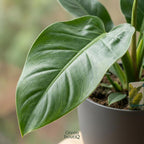 Green boutiQ - Plante d'intérieur - Philodendron - Philodendron Imperial Green - Vert - Entretien facile - 1 plante - avec pot gris - Pot 19cm - Hauteur 65cm