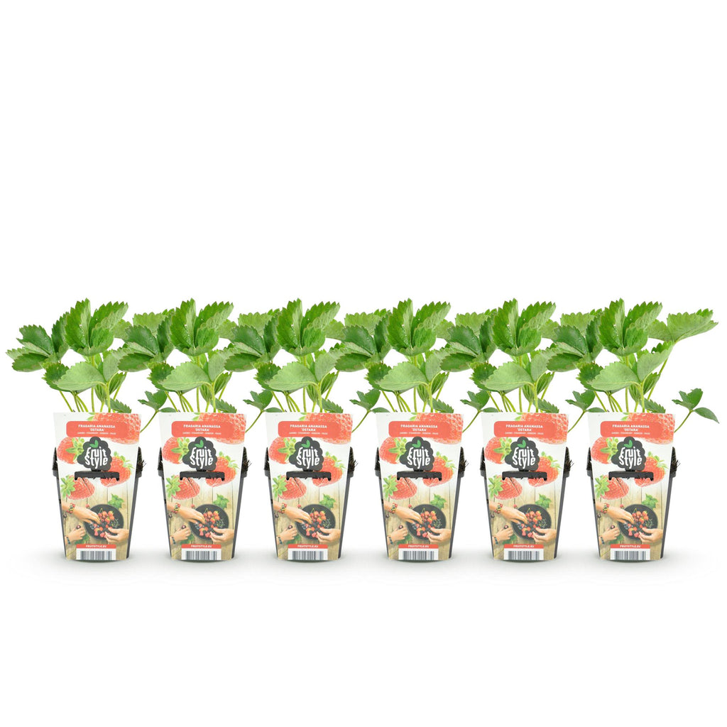 Green boutiQ - Plants fruitiers - Fraise - Fragaria Elsanta - Rustique - 6 plantes - Pot 9 cm - Fraise rouge