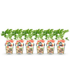 Green boutiQ - Plants fruitiers - Fraise - Fragaria Elsanta - Rustique - 6 plantes - Pot 9 cm - Fraise rouge