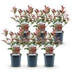 Green boutiQ - Haies - Photinia fraseri Carre Rouge - vert rouge - 6 plantes - 1 mètre linéaire - persistant - pot 17 cm hauteur 55 cm