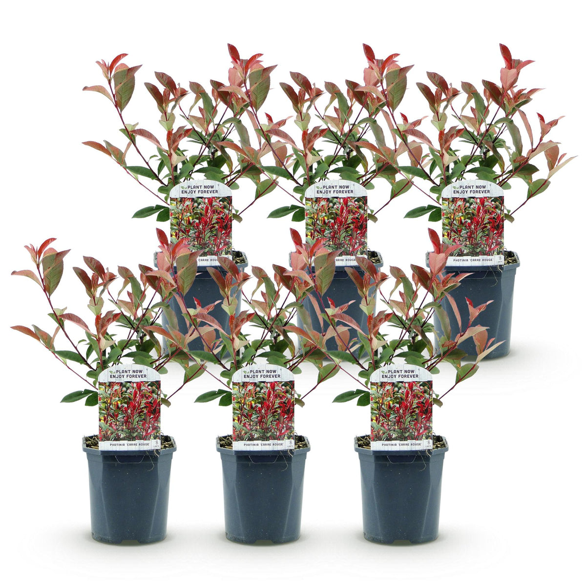 Green boutiQ - Haies - Photinia fraseri Carre Rouge - vert rouge - 6 plantes - 1 mètre linéaire - persistant - pot 17 cm hauteur 55 cm