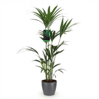Green boutiQ - Kamerplant - Howea Forsteriana - Kentia Palm - Weinig Onderhoud - Groen - 1 Plant - met Potter Grijs - Pot 21cm - Hoogte 120-130cm
