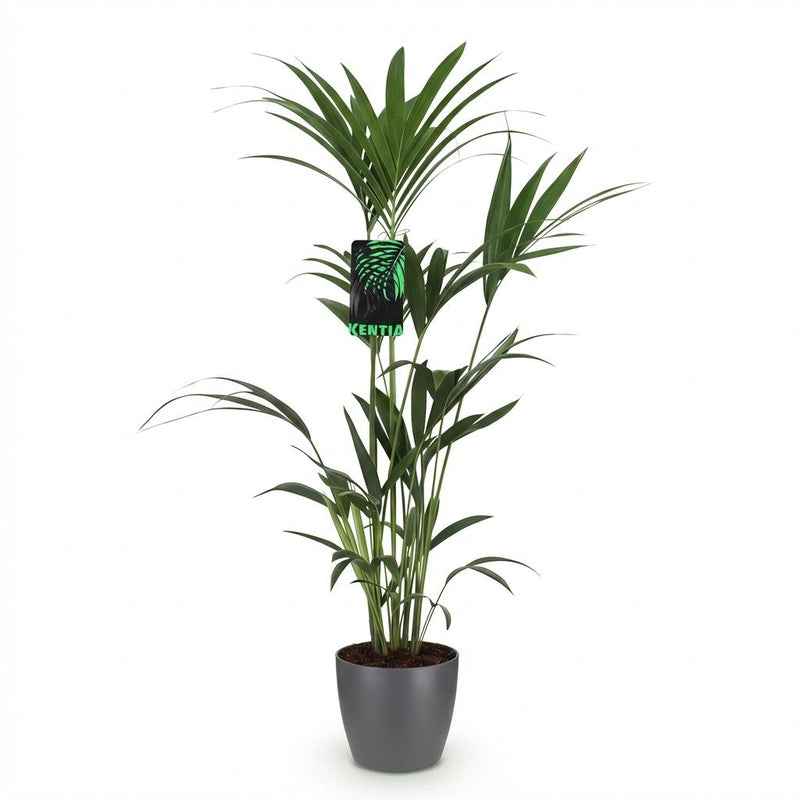 Green boutiQ - Kamerplant - Howea Forsteriana - Kentia Palm - Weinig Onderhoud - Groen - 1 Plant - met Potter Grijs - Pot 21cm - Hoogte 120-130cm