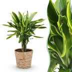 Green BoutiQ - Green is... Plantes d'intérieur - Dracaena fragrans Golden Coast - Dragonnier - Entretien facile - avec panier - Vert - 1 plante - Pot 17cm - Hauteur 50-55cm