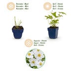 Green boutiQ - Plante vivace - Anemone hybr. Hon. Jobert - Anémone d'automne - Ombre - Blanc - 3 plantes - Pot 11cm - Hauteur 15-25cm