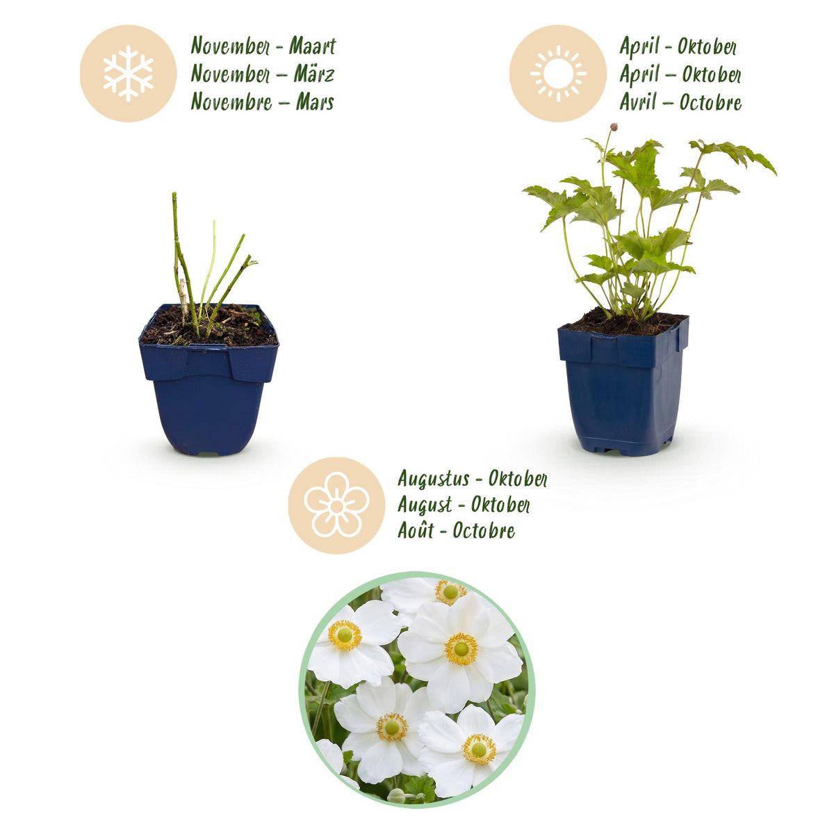 Green boutiQ - Plante vivace - Anemone hybr. Hon. Jobert - Anémone d'automne - Ombre - Blanc - 3 plantes - Pot 11cm - Hauteur 15-25cm