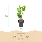 Green boutiQ - Arbustes - Hibiscus syriacus Woodbridge - Fleur rose - 1 plante - Caduc - Peu d'entretien - Pot 17cm Hauteur 45cm