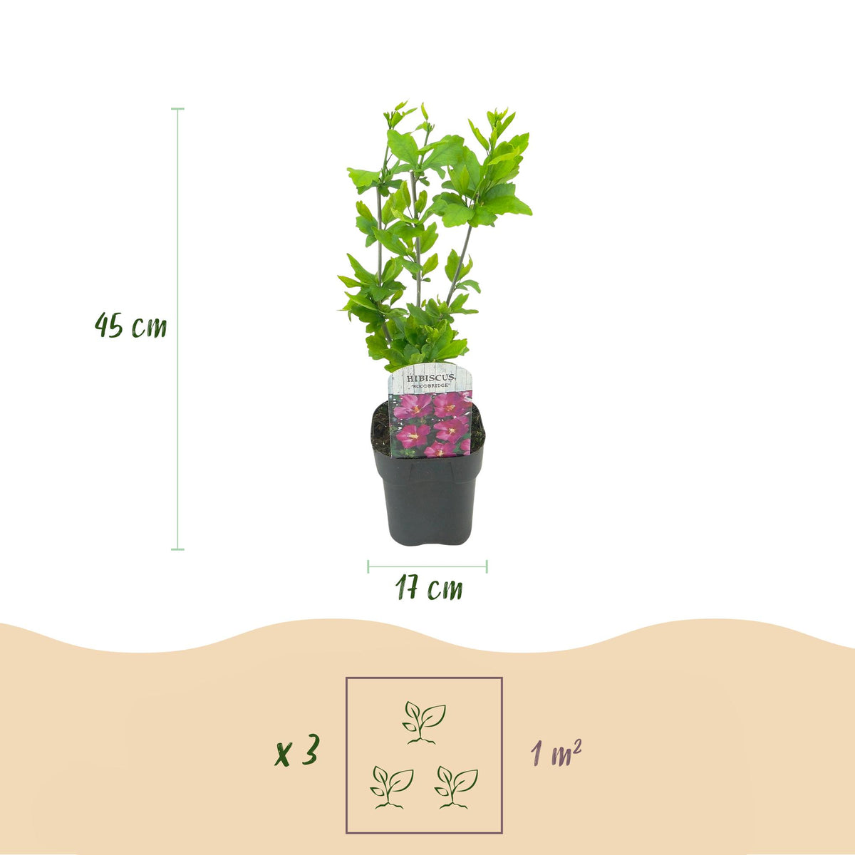 Green boutiQ - Arbustes - Hibiscus syriacus Woodbridge - Fleur rose - 1 plante - Caduc - Peu d'entretien - Pot 17cm Hauteur 45cm