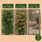 2x Lonicera jap. 'Red World' - Chèvrefeuille du Japon - Rouge - Rose - Grimpante - Ø9cm - ↕35cm