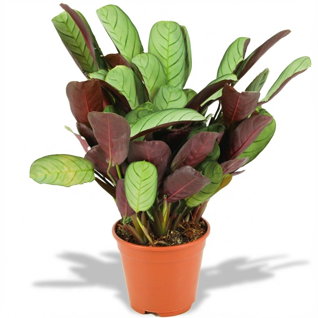 Ctenanthe Amagris - Ø 14 cm - Hauteur : 35 - 40 cm