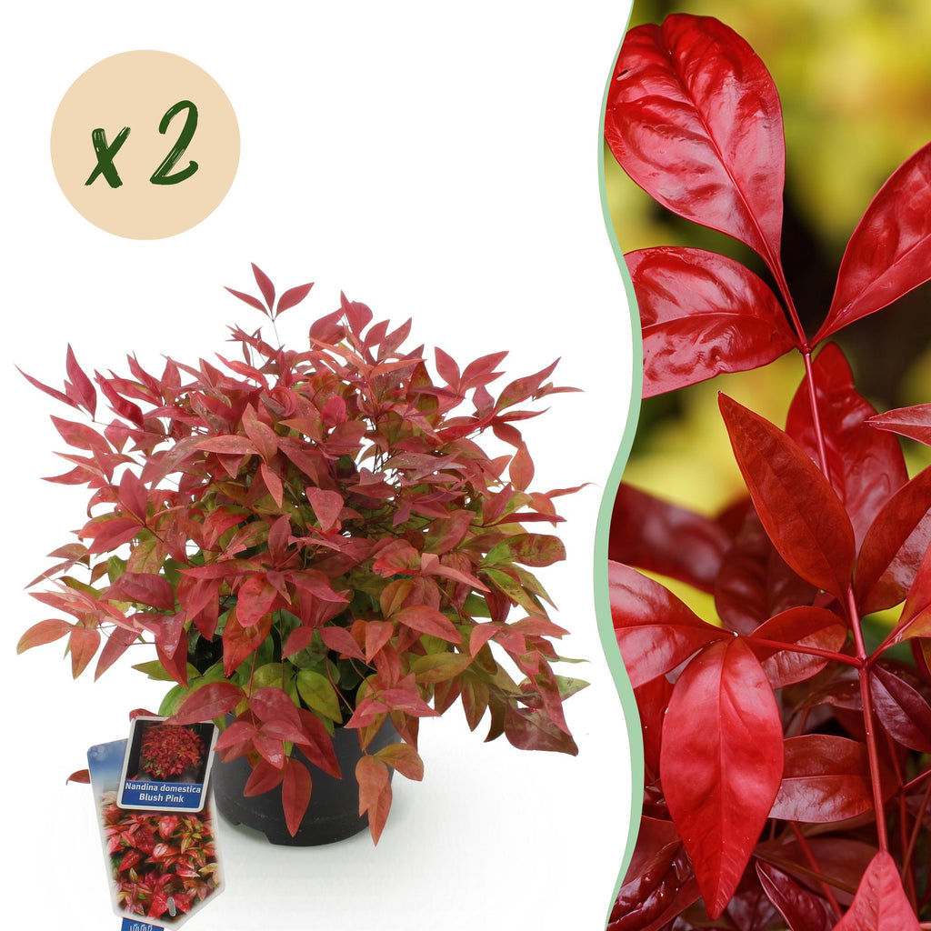 Green boutiQ - Plante de jardin - Nandina Blush Pink - Rose foncé - 2 plantes - Persistant - Peu d'entretien - Pot 17cm Hauteur 40cm