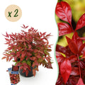 Green boutiQ - Plante de jardin - Nandina Blush Pink - Rose foncé - 2 plantes - Persistant - Peu d'entretien - Pot 17cm Hauteur 40cm