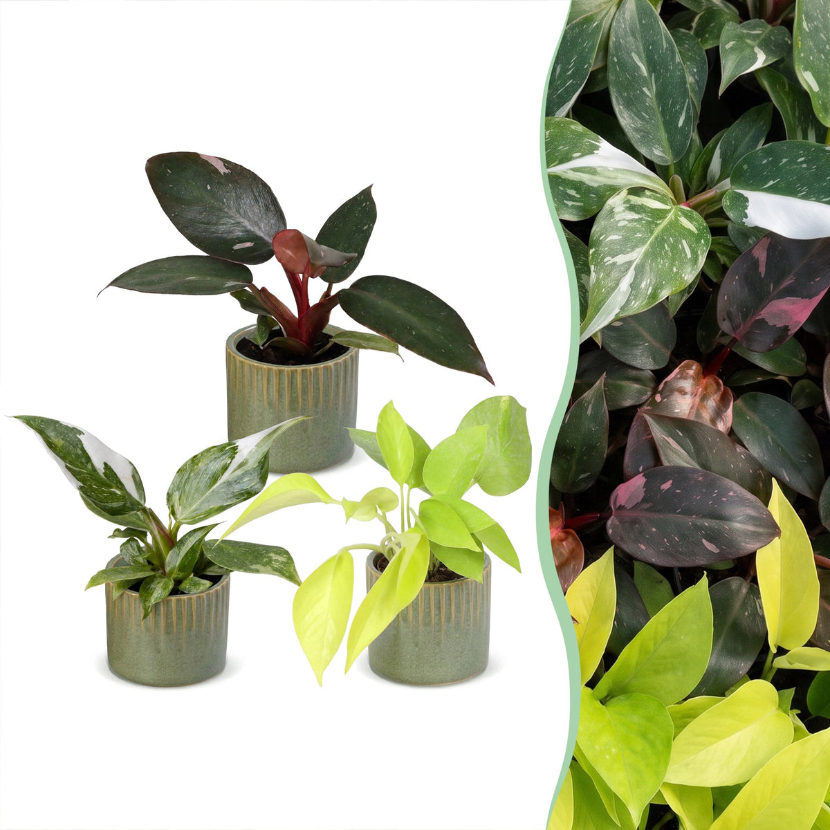 3x Baby Philodendron Tricolour - White - Pink - Yellow - Green - Tropical - incl. Linnea Olive - Ø6cm - ↕10-15cm