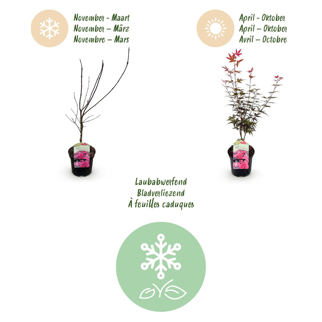 Green boutiQ - Plante de terrasse - Érable du Japon - Acer palmatum Skeetsers Broom - Violet - 1 plante - Caduc - Pot 19 cm Hauteur 70 cm