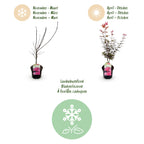 Green boutiQ - Plante de terrasse - Érable du Japon - Acer palmatum Skeetsers Broom - Violet - 1 plante - Caduc - Pot 19 cm Hauteur 70 cm