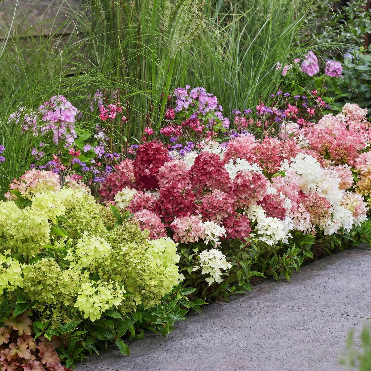 Green boutiQ - Tuinplant - Hydrangea panniculata Groundbreaker Blush -Greeny - Ruby - Pluimhortensia - Compact - Roze-Groen-Rood - 3 Planten - Pot 14cm - Hoogte 20-25cm