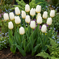 30x Tulipa Triumph White - Triomftulp - Wit - Voorjaarsbloeier - Bolmaat 11/12