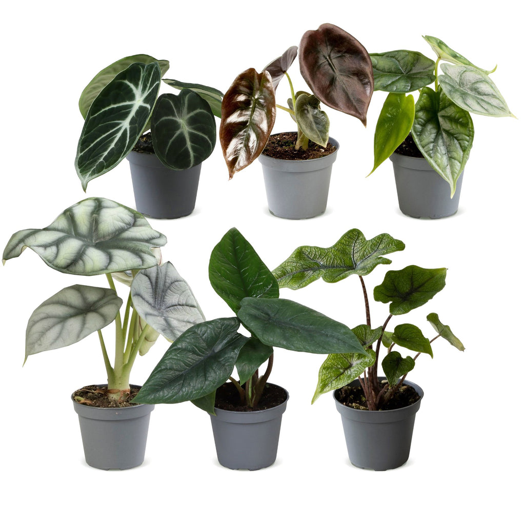 6x Baby Alocasia Familie - Red - Green - Black - Silver - Grey - Tropical - Ø6cm - ↕12cm