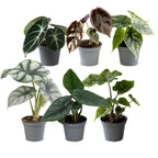 6x Baby Alocasia Familie - Red - Green - Black - Silver - Grey - Tropical - Ø6cm - ↕12cm