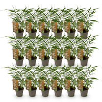 Green boutiQ - Bamboe - Fargesia Asian Wonder - Bladhoudend - Niet Woekerend - Groen - 18 Planten - Pot 14cm - Hoogte 35cm