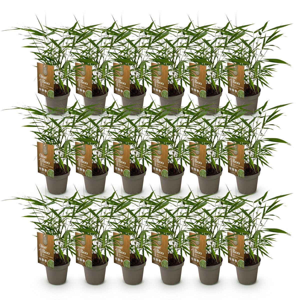 Green boutiQ - Bambou - Fargesia Asian Wonder - Persistant - Non-envahissant - Vert - 18 Plantes - Pot 14cm - Hauteur 35cm