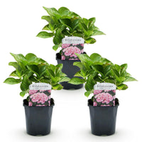 Green boutiQ - Hortensia - Hydrangea macrophylla Roze - Bloem Roze - 3 Planten - 1 m2 - Bladverliezend - Weinig Onderhoud - Pot 17cm Hoogte 30cm