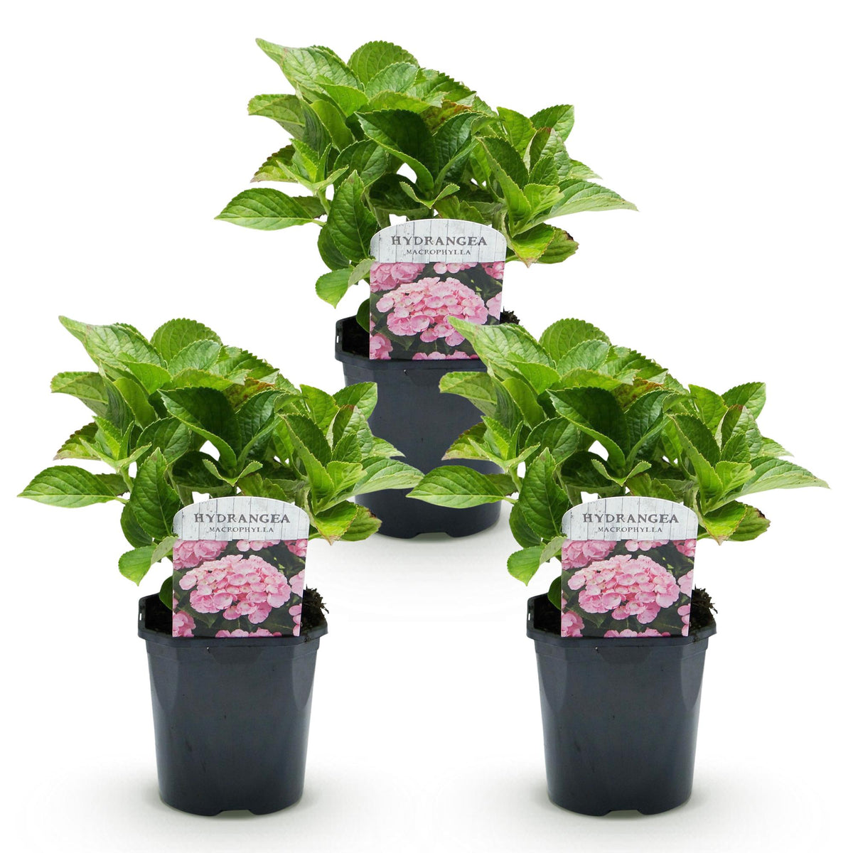 Green boutiQ - Hortensia - Hydrangea macrophylla Rose - Fleur Rose - 3 Plantes - 1 m2 - Caduc - Peu d'entretien - Pot 17cm Hauteur 30cm