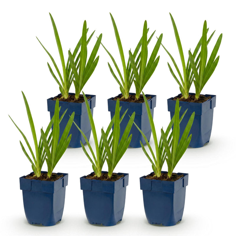 Green boutiQ - Vasteplant - Agapanthus africanus - Afrikaanse Lelie - Bijen en Vlinderlokkers - Blauw - 6 Planten - Pot 11cm - Hoogte 15-25cm