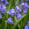 160x Hyacinthoides non Scripta - Wilde hyacint - Blauw - Verwilderingsbol - Bolmaat 7/8