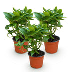 Green boutiQ - Plante de jardin - Hydrangea macrophylla Tricolour - Hortensia - Rustique - Rose-Bleu-Blanc - 3 Plantes - Pot 12cm - Hauteur 20-30cm