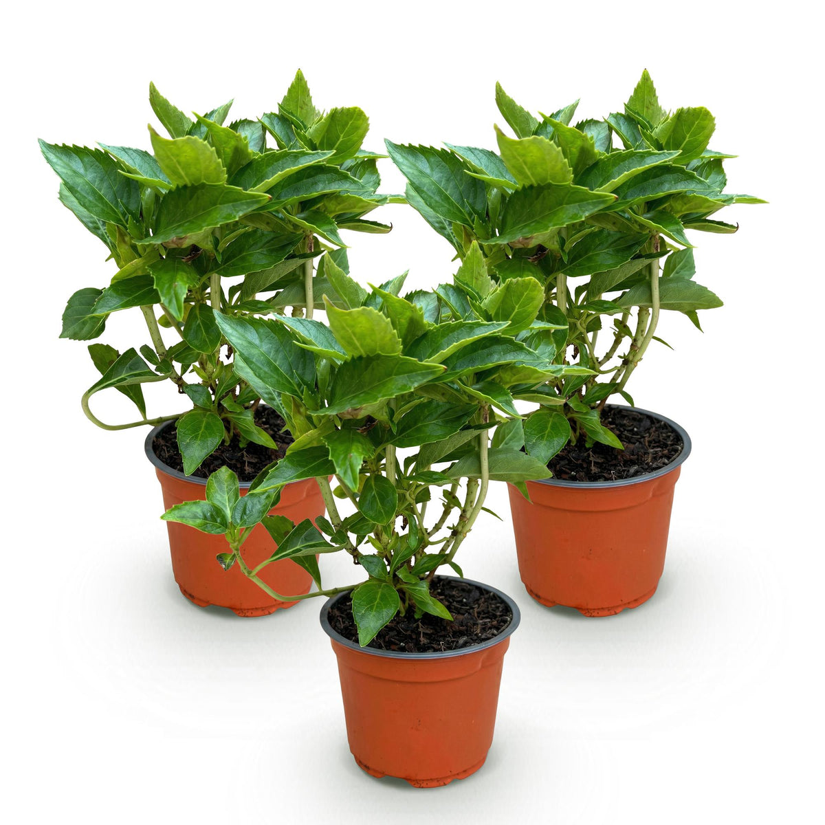 Green boutiQ - Plante de jardin - Hydrangea macrophylla Tricolour - Hortensia - Rustique - Rose-Bleu-Blanc - 3 Plantes - Pot 12cm - Hauteur 20-30cm