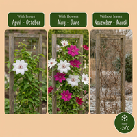 2x Clematis Duo Pink & White - Bosrank - Wit - Roze - Klimplant - Ø9cm - ↕35cm