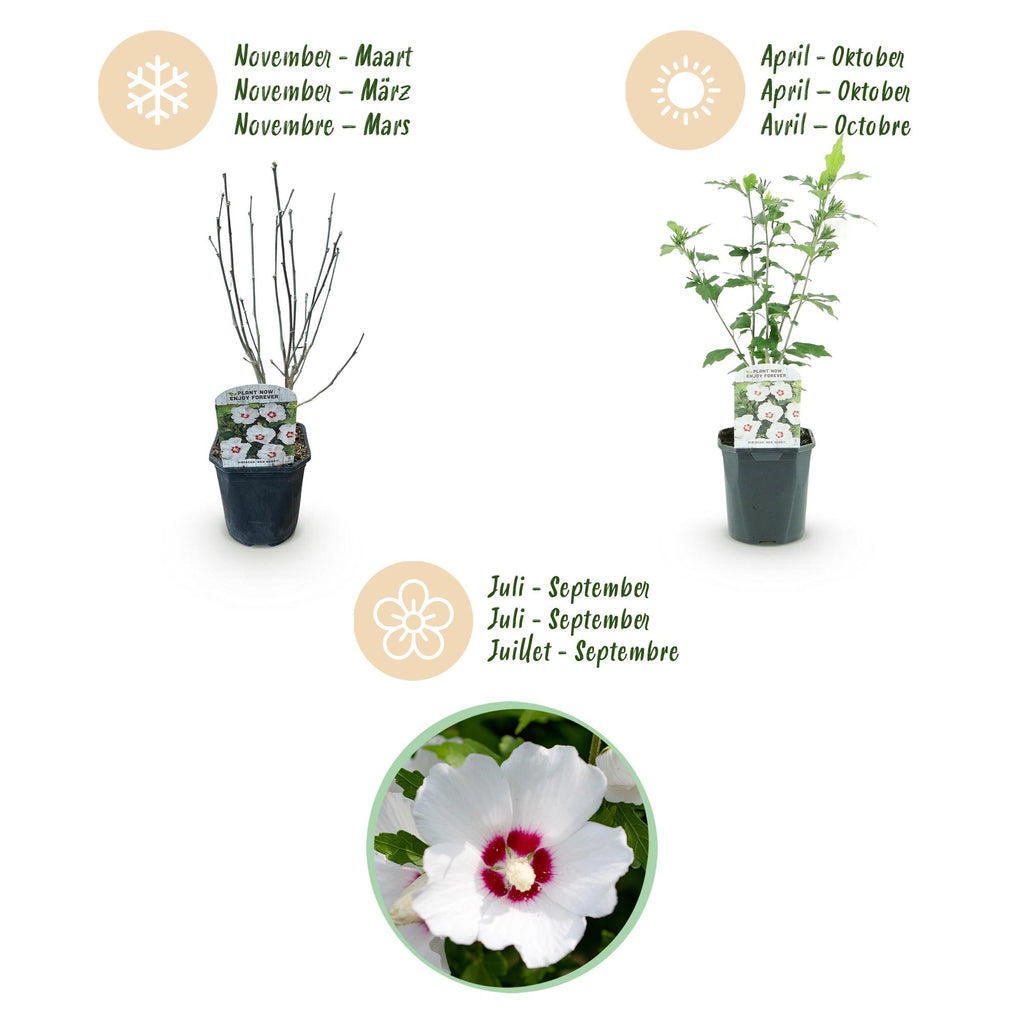 Green boutiQ - Plante de jardin - Hibiscus syriacus Red Heart - Hibiscus de jardin - Rustique - Blanc - Rouge - 3 plantes - Pot 17cm - Hauteur 45cm