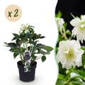 Green boutiQ - Plante de jardin - Rose de Carême - Helleborus orientalis Double Ellen White - Fleur Blanche - 2 Plantes - Persistantes - Pot 14cm Hauteur 35cm