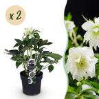 Green boutiQ - Plante de jardin - Rose de Carême - Helleborus orientalis Double Ellen White - Fleur Blanche - 2 Plantes - Persistantes - Pot 14cm Hauteur 35cm
