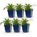 Green boutiQ - Stauden - Campanula pers. Alba - Pfirsichblättrige Glockenblume - Bienen- und Schmetterlingsmagnet - Weiß - 6 Pflanzen - Topf 11cm - Höhe 15-25cm