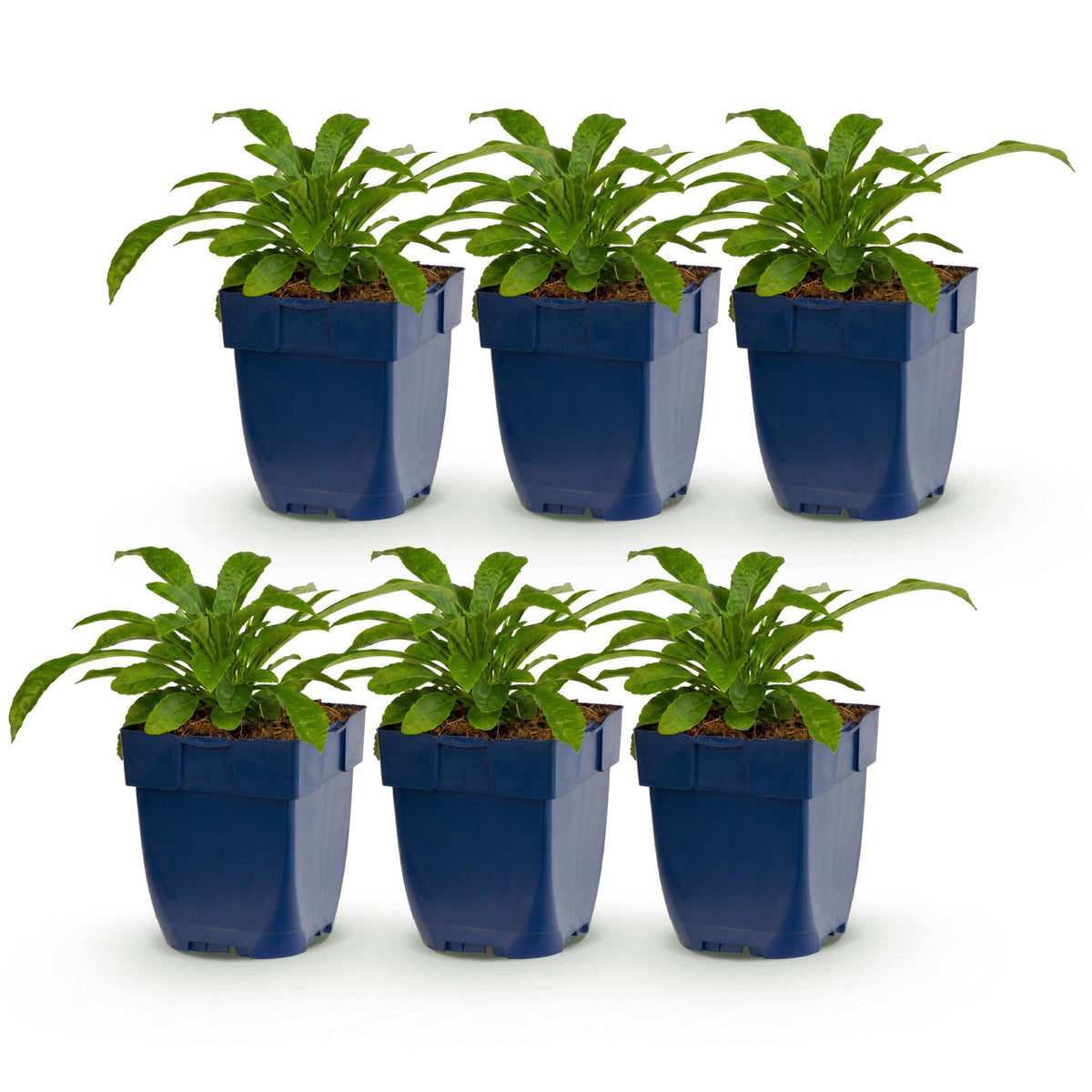Green boutiQ - Plante vivace - Campanula pers. Alba - Campanule à feuilles de pêcher - Attire les abeilles et les papillons - Blanc - 6 plantes - Pot 11 cm - Hauteur 15-25 cm