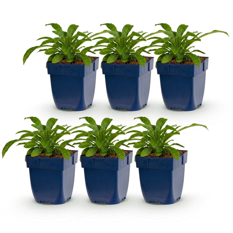 Green boutiQ - Vasteplant - Campanula pers. Alba - Perzikbladklokje - Bijen en Vlinderlokkers - Wit - 6 Planten - Pot 11cm - Hoogte 15-25cm
