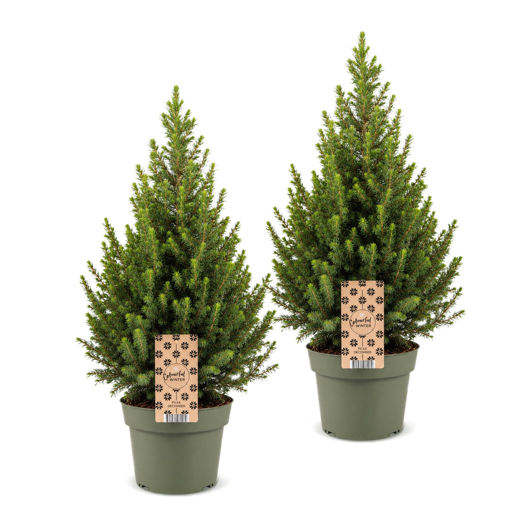 2x Picea glauca Conica - Dwarf Alberta Spruce - Green - Christmas tree - Ø19cm - ↕65cm
