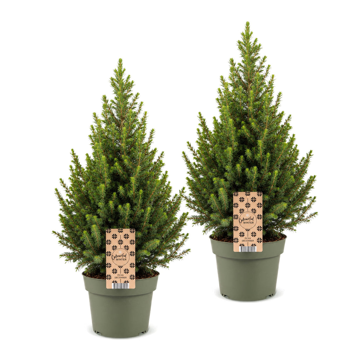 2x Picea glauca Conica - Dwarf Alberta Spruce - Green - Christmas tree - Ø19cm - ↕65cm