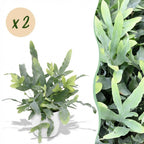 Green boutiQ - Plante d'intérieur - Phlebodium aureum Blue Star - Fougère bleue - Plante adaptée aux animaux domestiques - Bleu - 2 Plantes - avec cache-pot blanc - Pot 12cm - Hauteur 25cm