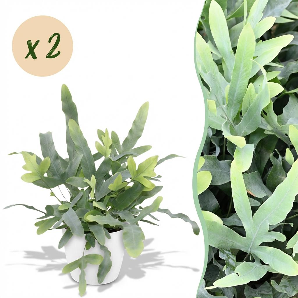 Green boutiQ - Plante d'intérieur - Phlebodium aureum Blue Star - Fougère bleue - Plante adaptée aux animaux domestiques - Bleu - 2 Plantes - avec cache-pot blanc - Pot 12cm - Hauteur 25cm