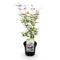 Green boutiQ - Plante de terrasse - Érable du Japon - Acer palmatum Phoenix - Rose - 1 plante - Caduc - Pot 19 cm, hauteur 70 cm
