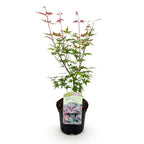 Green boutiQ - Plante de terrasse - Érable du Japon - Acer palmatum Phoenix - Rose - 1 plante - Caduc - Pot 19 cm, hauteur 70 cm