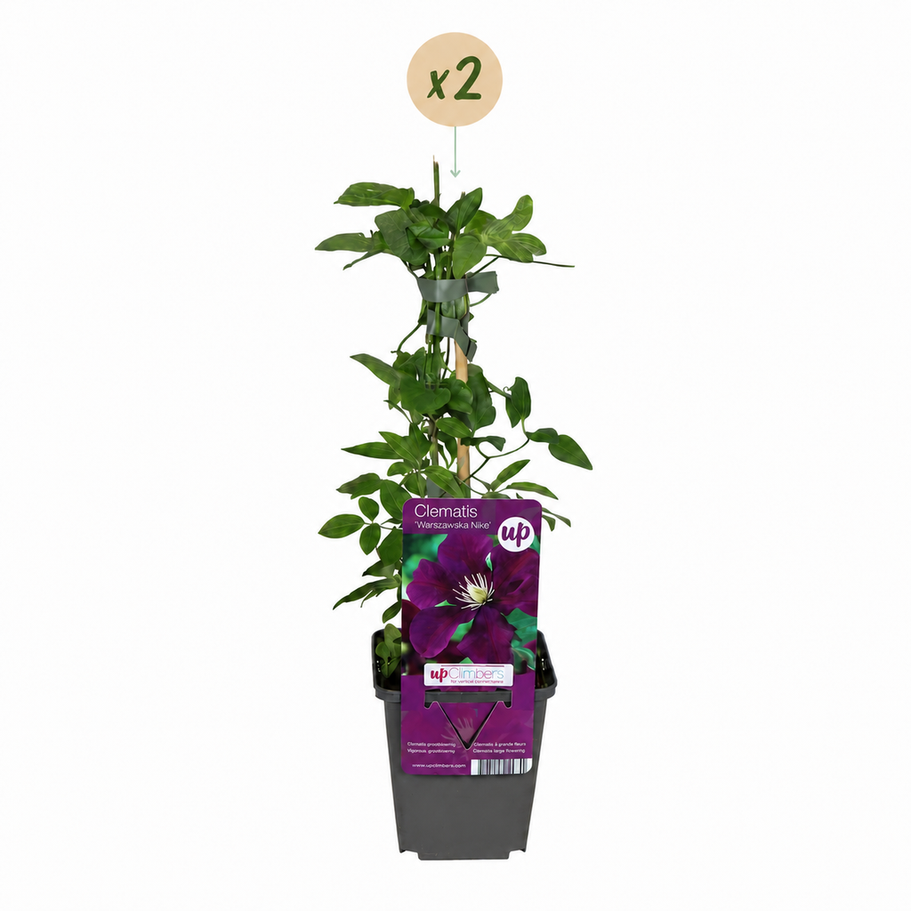 2x Clématite Warszawska Nike - Clématite - Rouge - Plante grimpante - Ø9cm - ↕35cm