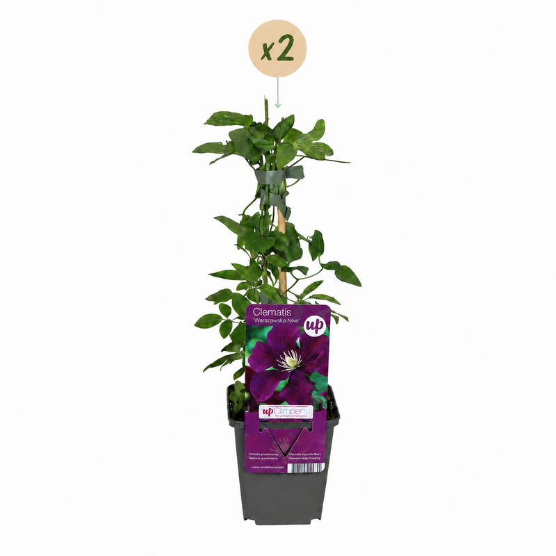 2x Clematis Warszawska Nike - Bosrank - Rood - Klimplant - Ø9cm - ↕35cm