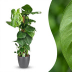 Green boutiQ - Plante d'intérieur - Monstera Deliciosa sur tuteur en mousse - Vert - Entretien facile - 1 plante - avec pot gris - Pot 19 cm - Hauteur 90 cm